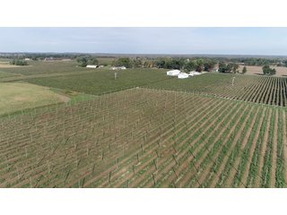Van Buren County, Michigan Farmland - LAND AUCTION - 300+/- ACRES SPECIALTY CROP - GRAPES AND HOPS - OFFERED IN 8 TRACTS IN VAN BUREN COUNTY, MICHIGAN